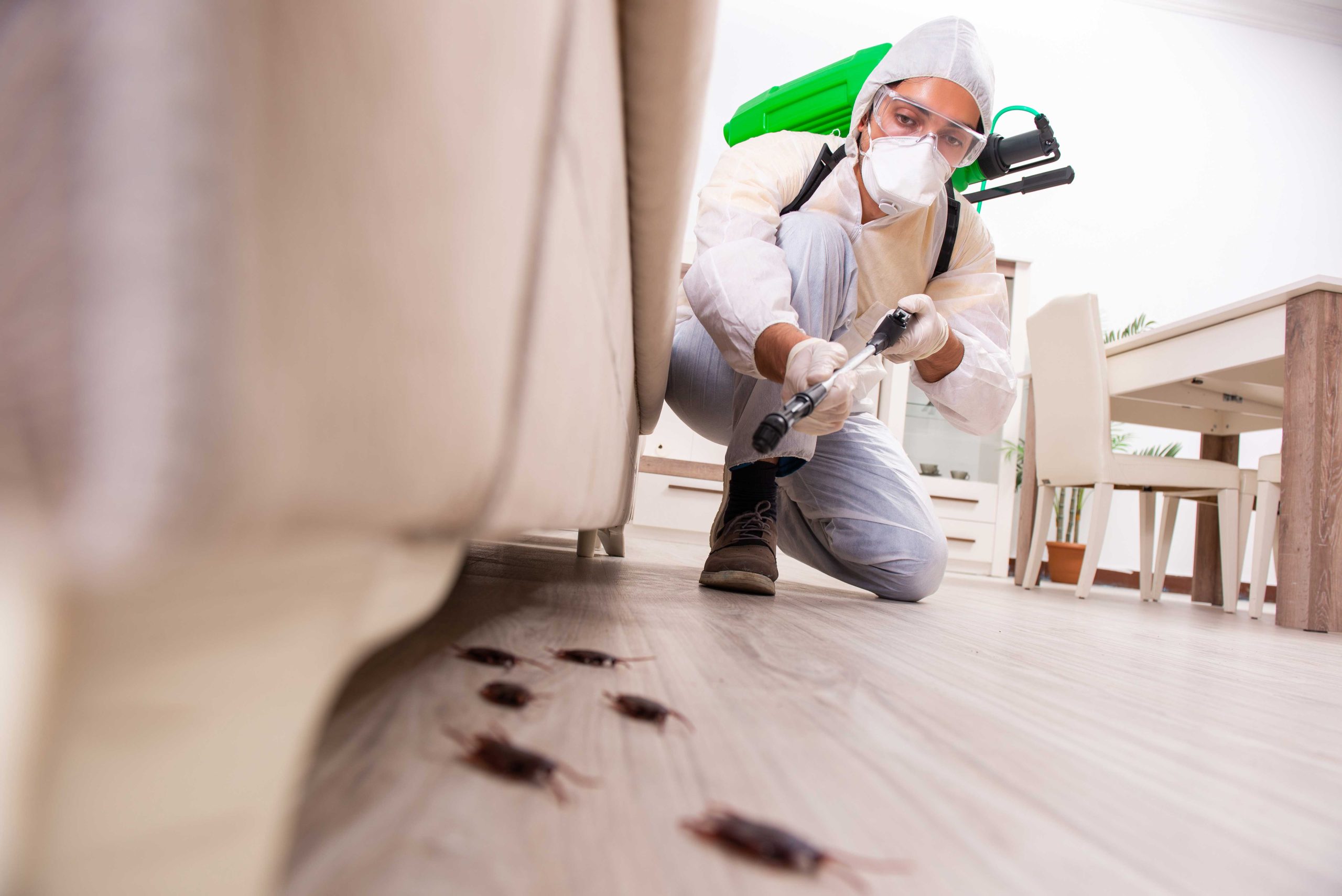 Pest-Control experts in Long Island specializing in prevention and eradication of various pests. Don't let pests damage your property and endanger your health.